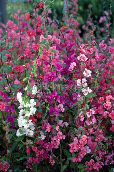 Clarkia unguiculata