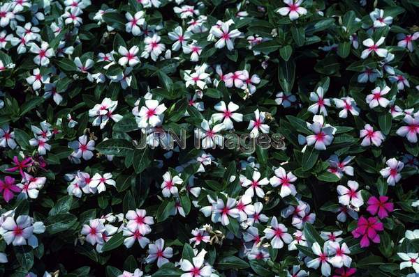 Catharanthus roseus