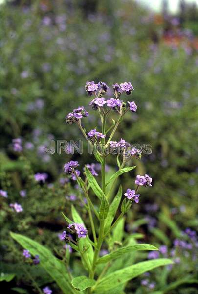 Cynoglossum amabile