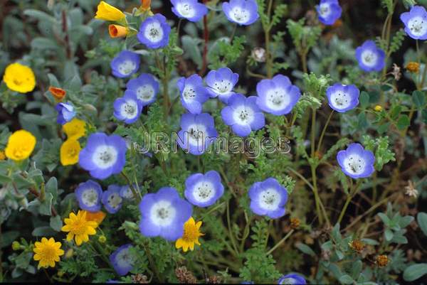 Nemophila menziesii