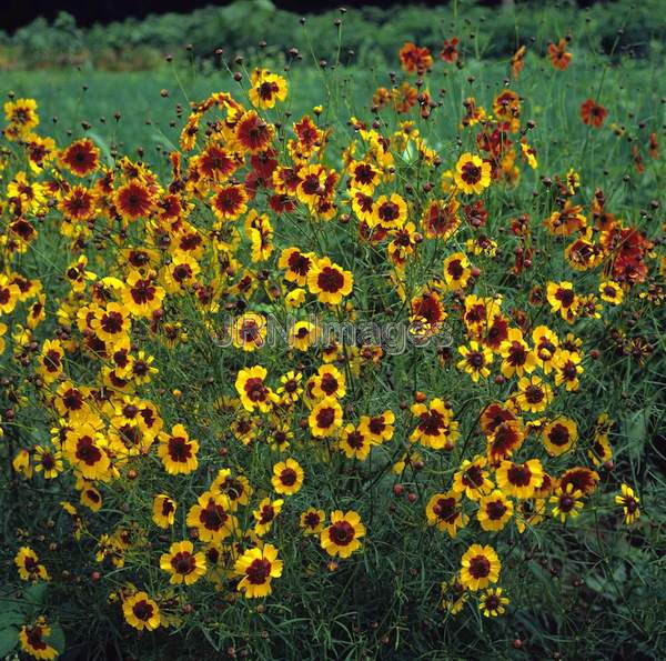 Coreopsis tinctoria