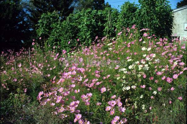 Cosmos bipinnatus