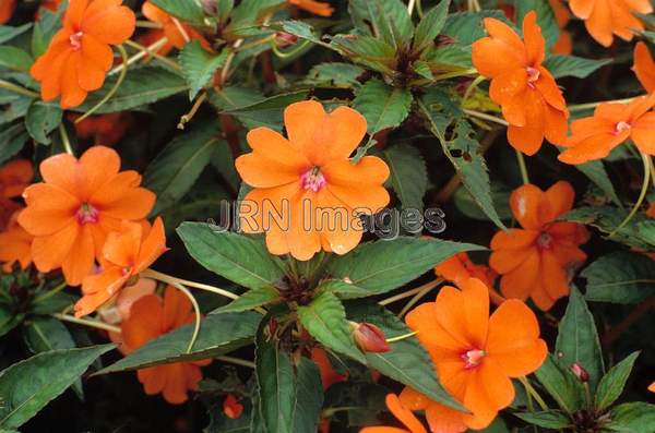 Impatiens 'Tango'