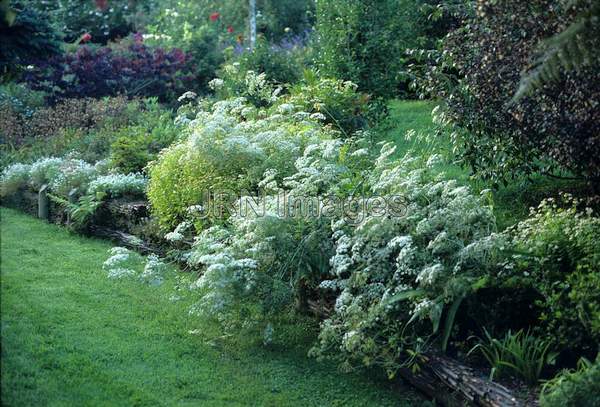 Ammi majus