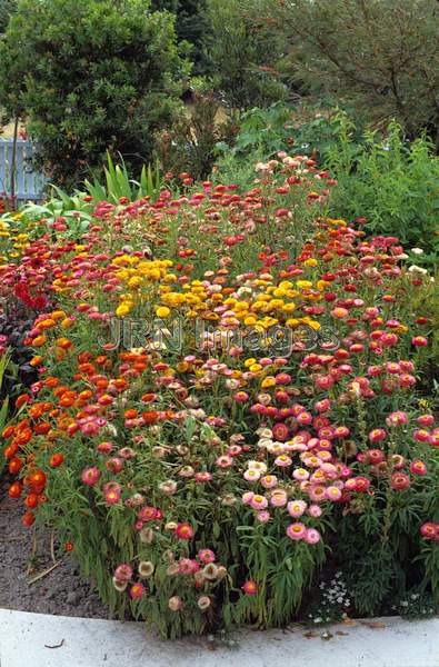 Helichrysum bracteatum