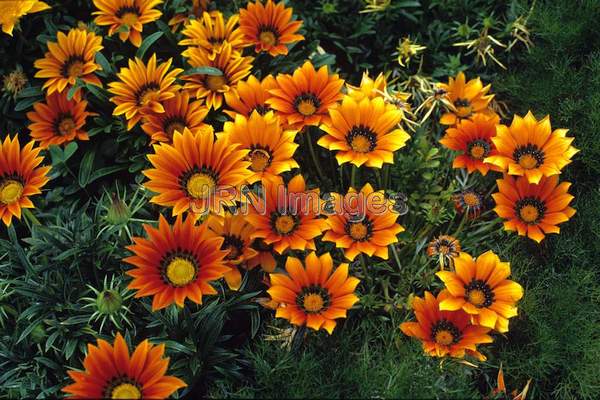 Gazania rigens