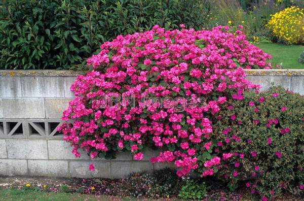 Pelargonium peltatum