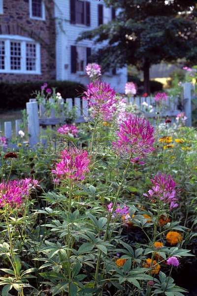 Cleome hasslerana