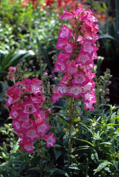 Penstemon gloxinoides