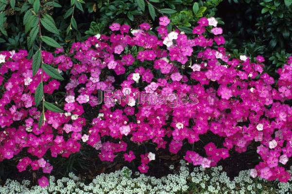 Dianthus allwoodii