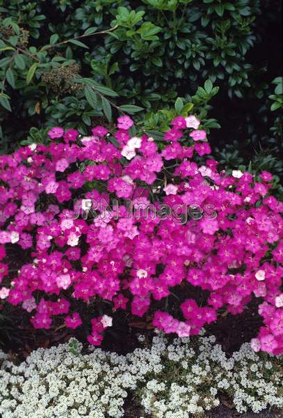 Dianthus allwoodii