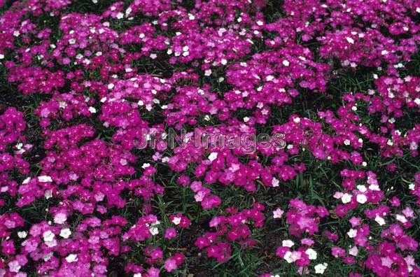 Dianthus allwoodii