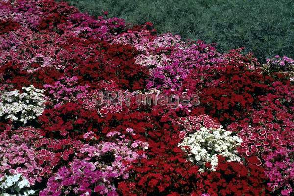 Dianthus chinensis 'Telstar'