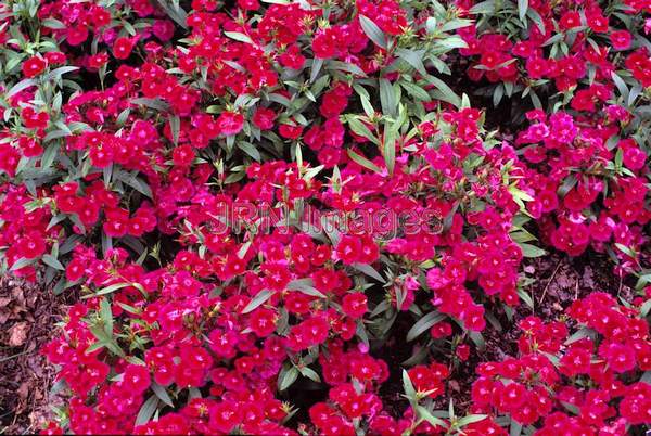 Dianthus 'Ideal'