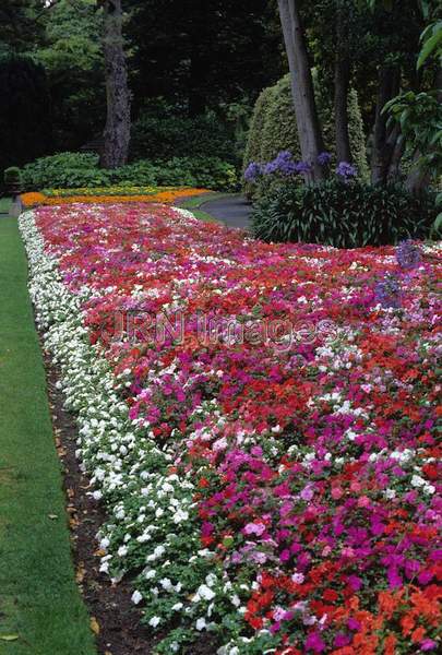 Impatiens 'Elfin'