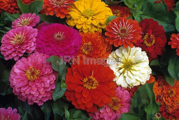 Zinnia elegans 'Dreamland'