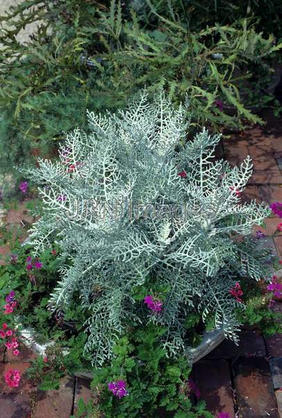 Senecio cineraria