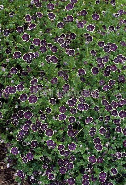 Nemophila menziesii 'Penny Black'