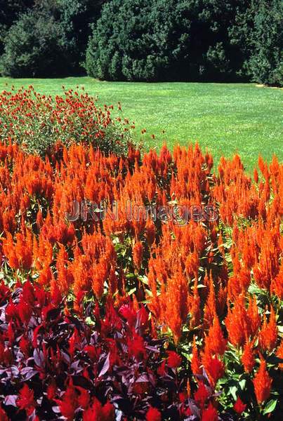 Celosia plumosa 'Apricot Beauty'