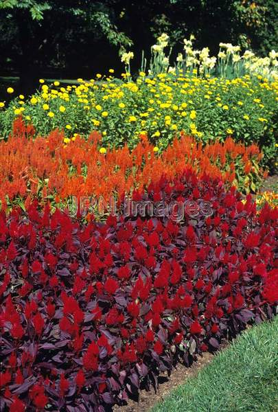 Celosia plumosa