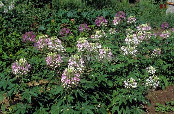 Cleome hasslerana