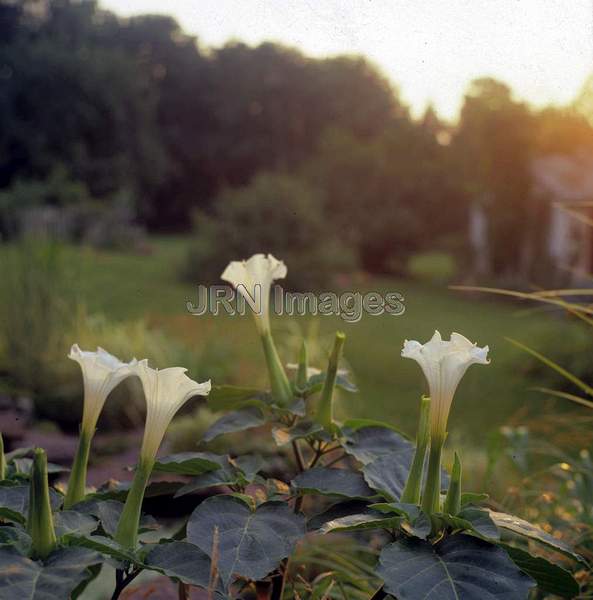 Datura metel