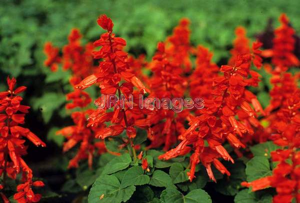 Salvia splendens