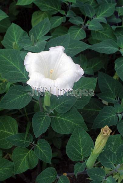 Datura Metel