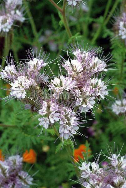 Phacelia tenacetifolia