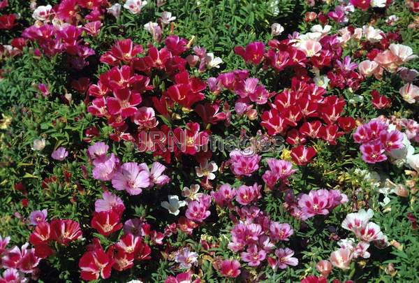 Clarkia unguiculata