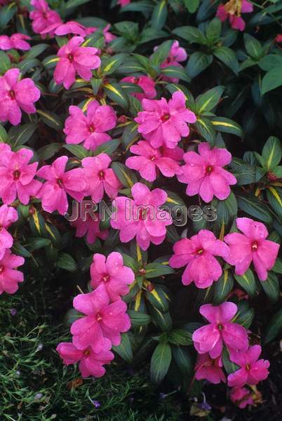 Impatiens hawkeri