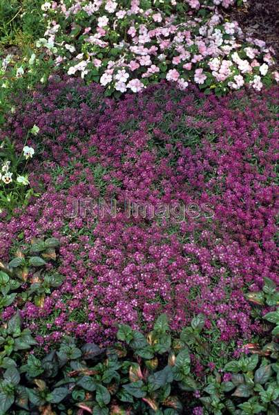 Lobularia maritima 'Orient Knight'