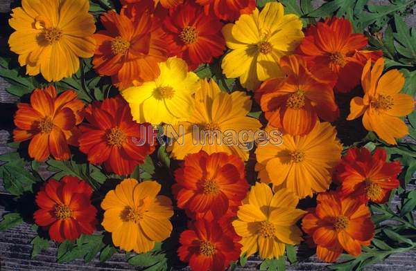 Cosmos sulphureus 'Bright Lights'