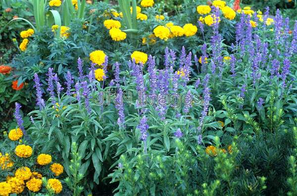 Salvia farinacea