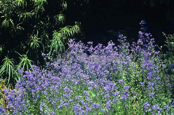 Cynoglossum amabile