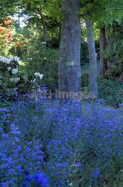 Cynoglossum amabile