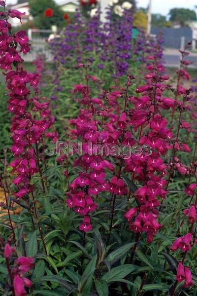 Penstemon gloxinoides