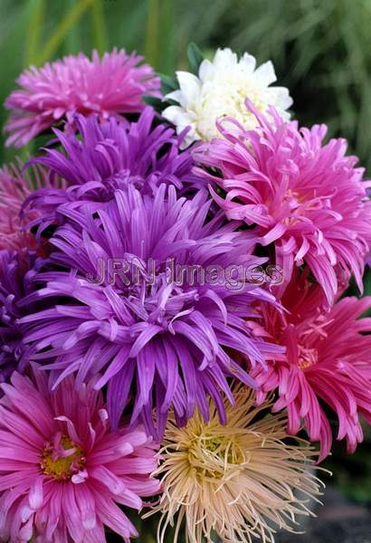 Callistephus chinensis 'Ostrich Plume'