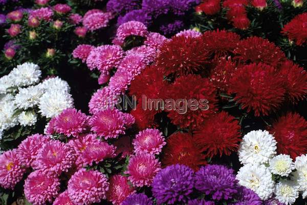 Callistephus chinensis 'Milady'