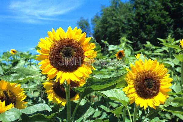 Helianthus annus 'Taijo'