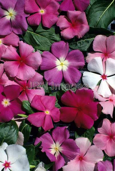 Catharanthus roseus 'Tropicana'