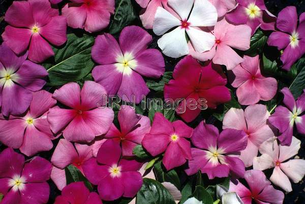 Catharanthus roseus 'Tropicana'