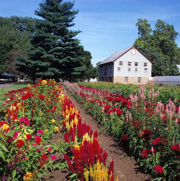 Celosia cristata