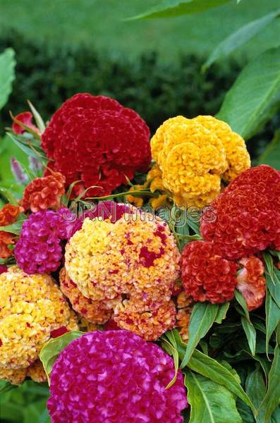 Celosia cristata 'Chief'