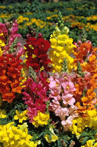 Antirrhinum majus 'Butterfly'