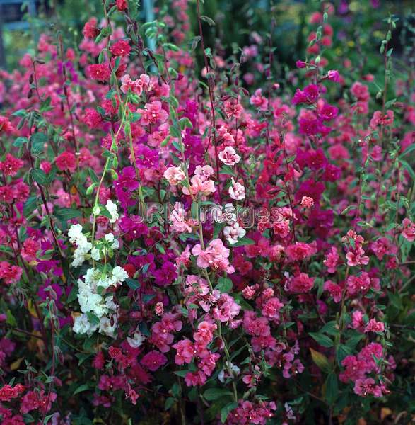 Clarkia unguiculata