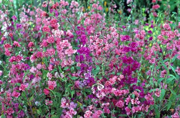 Clarkia unguiculata