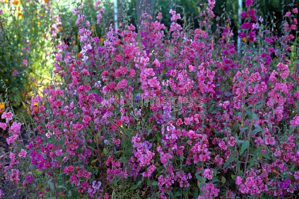 Clarkia unguiculata