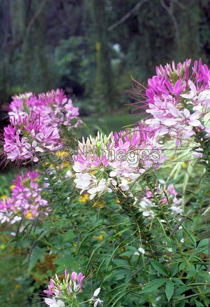 Cleome hasslerana