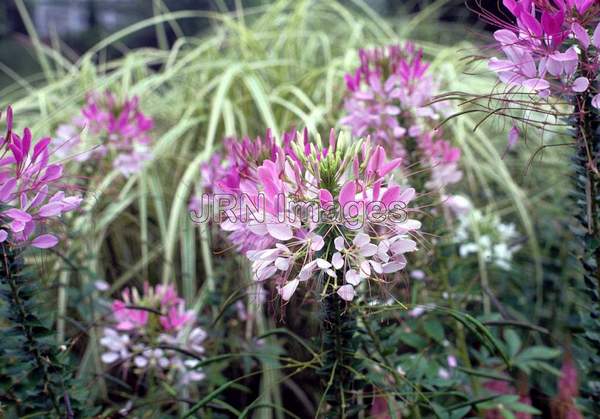 Cleome hasslerana